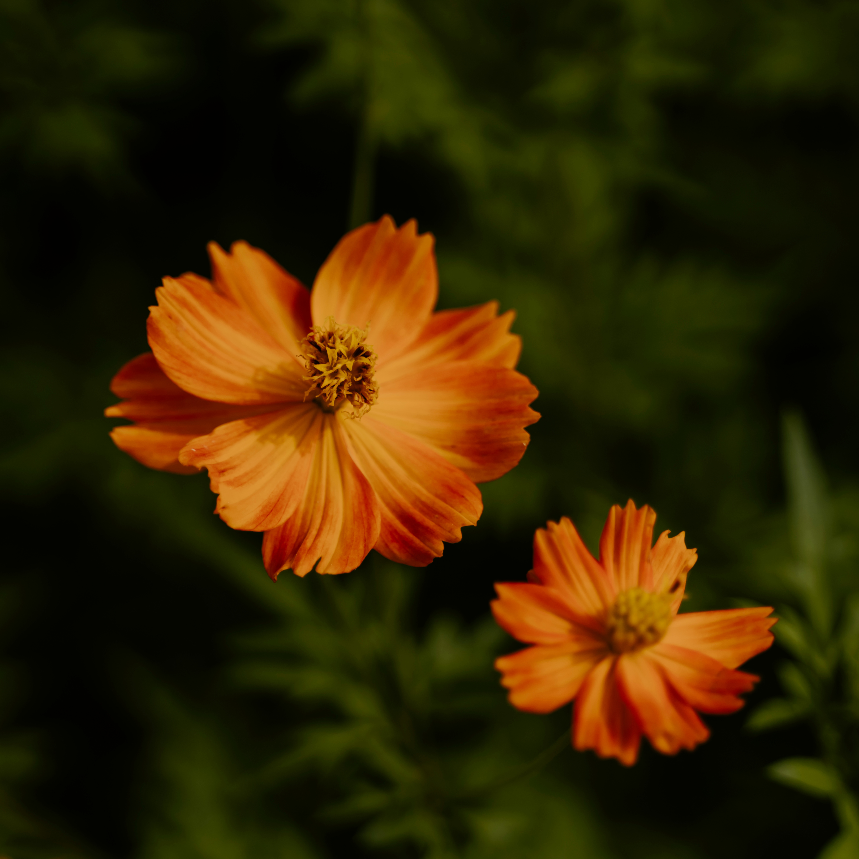 The Floral Collection